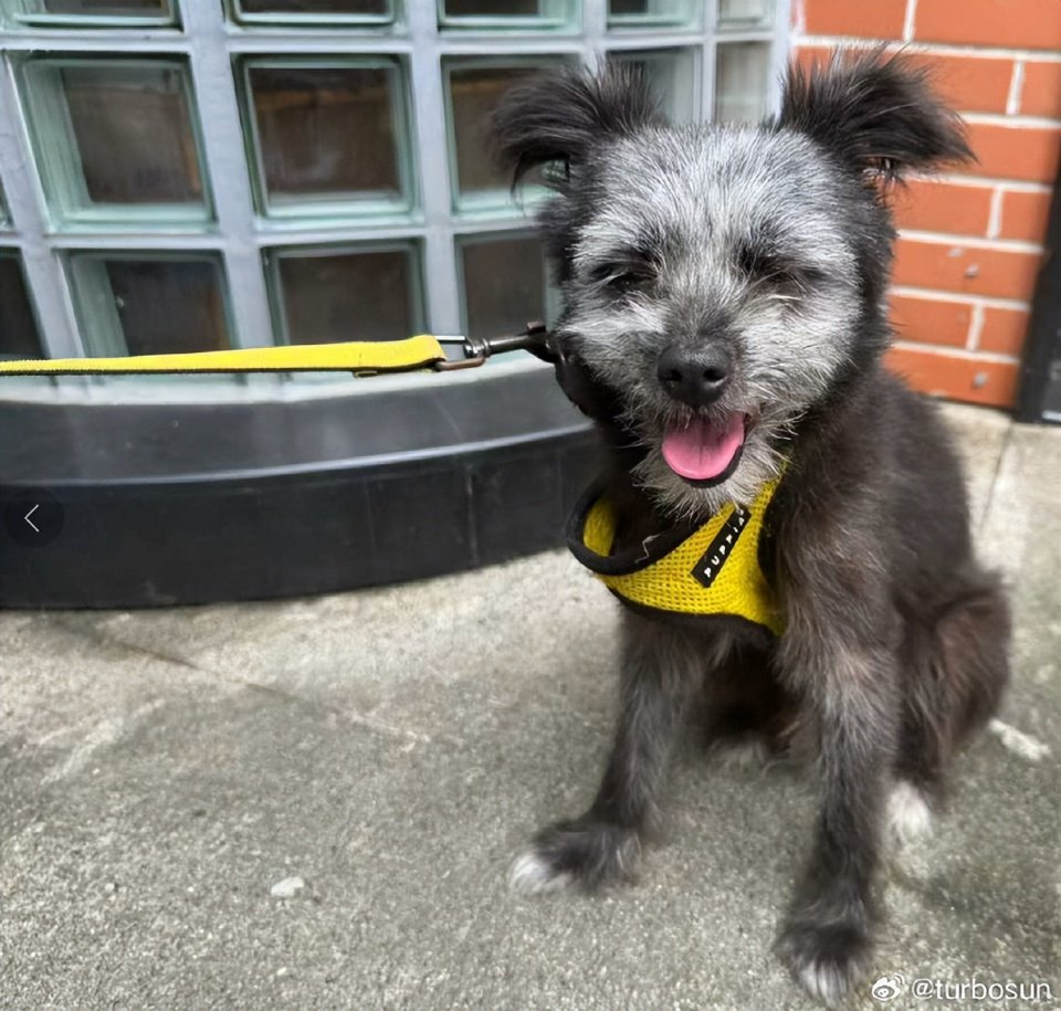 孙俪自曝在菜市场捡了一只狗，起个名字引关注