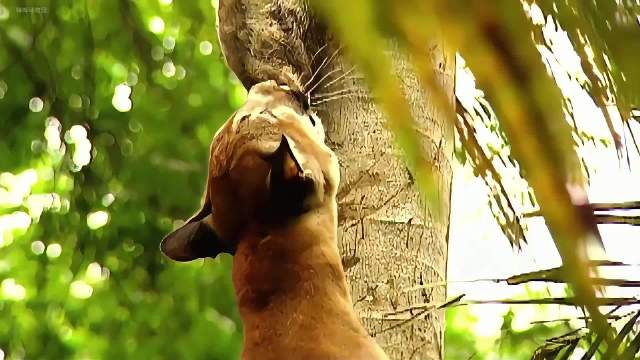 美洲狮捕猎树懒被挂在树上，树懒想要把它吊死