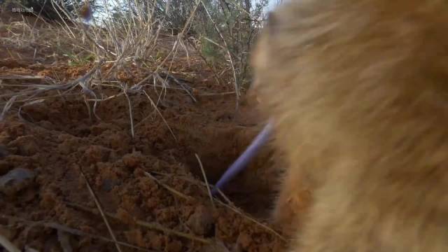 猫鼬抓辣条被咬眼睛流血
