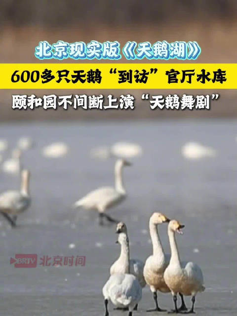 北京现实版天鹅湖！600多只天鹅“到访”官厅水库，颐和园不间断上演“天鹅舞剧”
