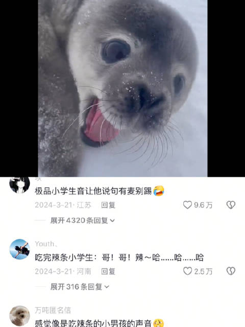 你听过海豹宝宝的叫声吗？