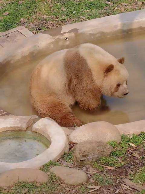 七仔阿宝互相等待聊天，仔仔趁阿宝休息泡澡