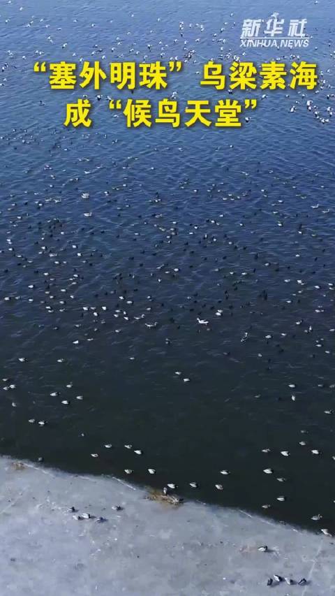 “塞外明珠”乌梁素海成候鸟天堂