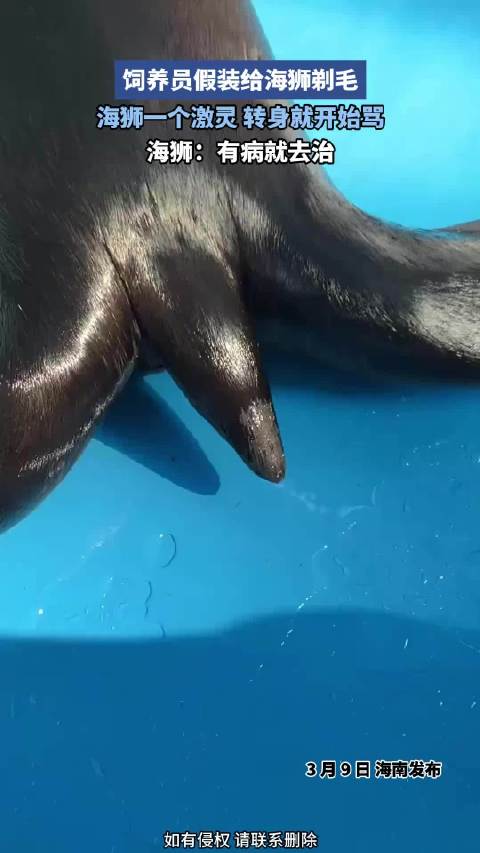 饲养员假装给海狮剃毛，海狮一个激灵，转身就开始骂