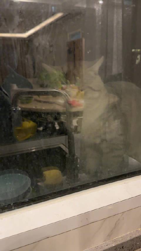 网友误认流浪猫为家猫灰灰引发趣谈