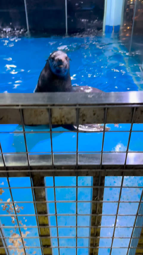 非洲毛皮海狮（海狗）