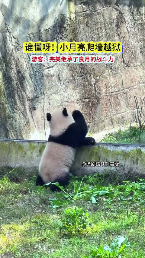 小月亮爬墙越狱 （追剧熊猫菇菇版）