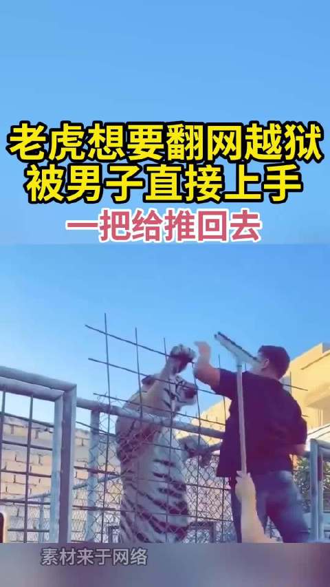 老虎想要翻网越狱 被男子直接上手 一把给推回去