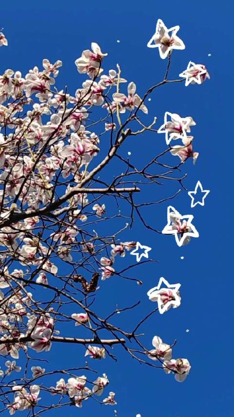蓝天玉兰随风舞动如星