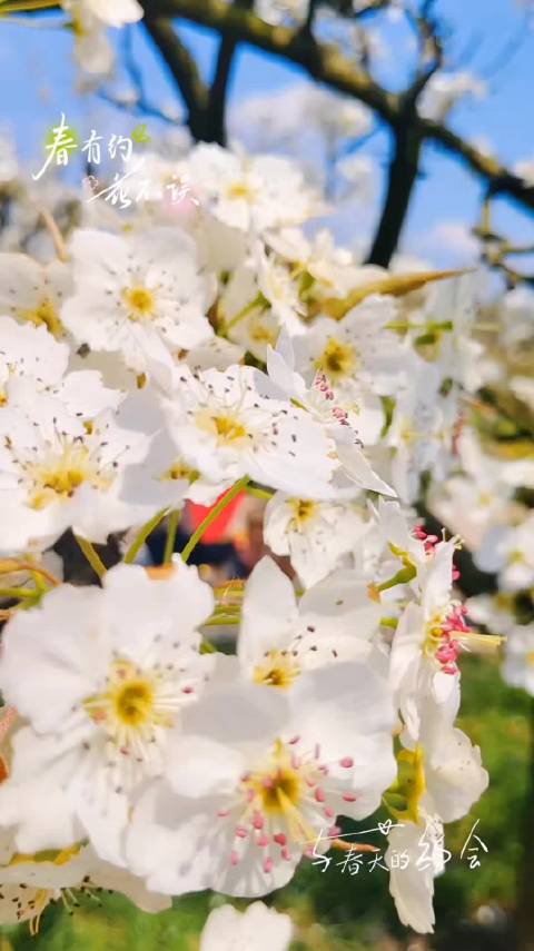 春暖花开梨花绽放春风拂过满树芳华