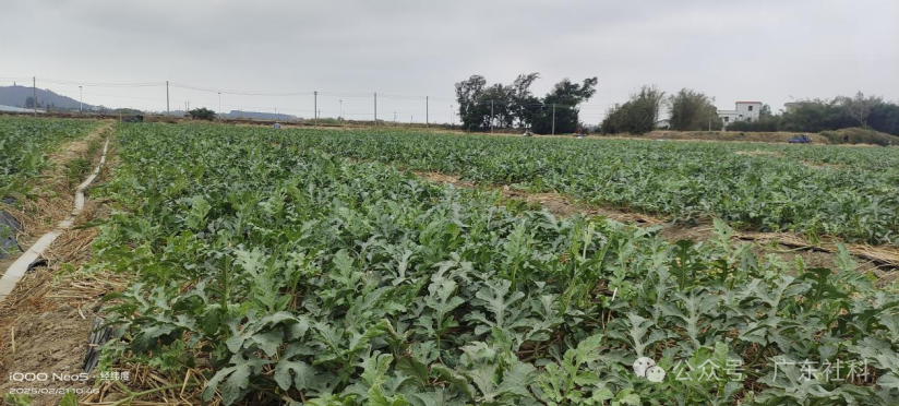 广货行天下 社科荐优品｜一瓜一荔一把米，都是山海情与岁月甜