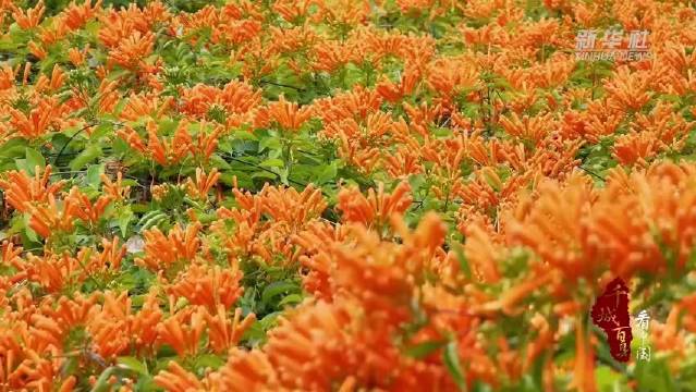 福建尤溪炮仗花盛开橙红如霞