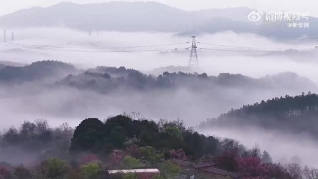湖南郴州现平流雾景观，朝阳粉樱共绘水墨春山