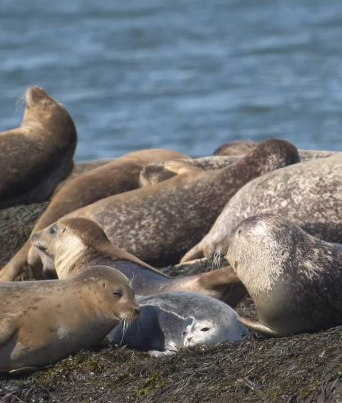 豹徒团伙 Phoca vitulina Ins: karl.ramsdell