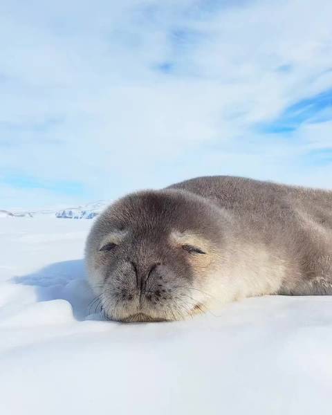 zzzzzzzzzzz...... Leptonychotes weddellii Ins: myeonghoseo