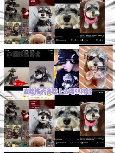 闲鱼官宣刘呆米为第二位代言人