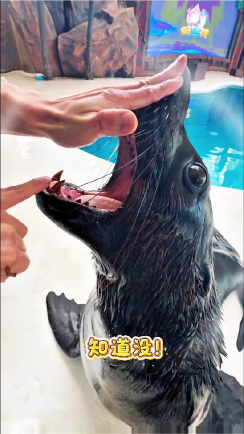 统一回复：没蛀牙 这是海狮界限量款黑牙！海狮皇家海洋乐园很哇塞海狮吃播