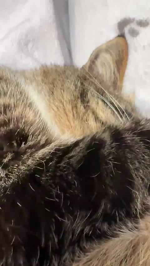 睡我腿上的小摩托