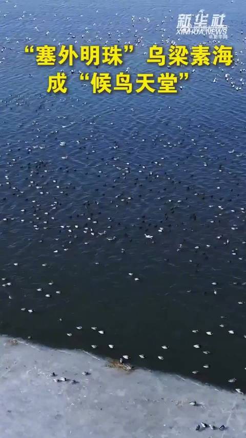乌梁素海冰雪消融，万千候鸟齐聚栖息