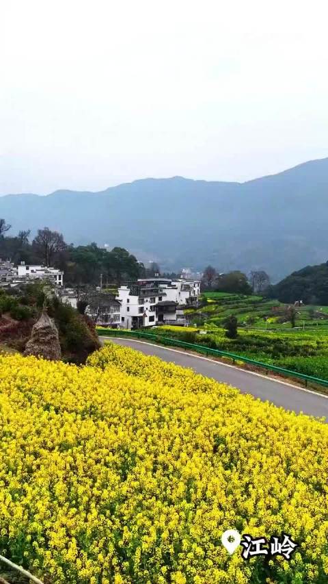 江西婺源油菜花盛开，周深歌声伴游古村花海