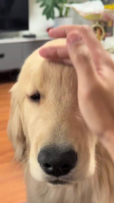 情绪稳定的小鸡毛求摸摸