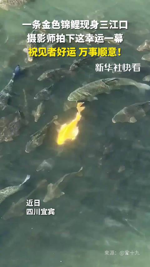 周深春晚献唱吉量歌声如诗如画