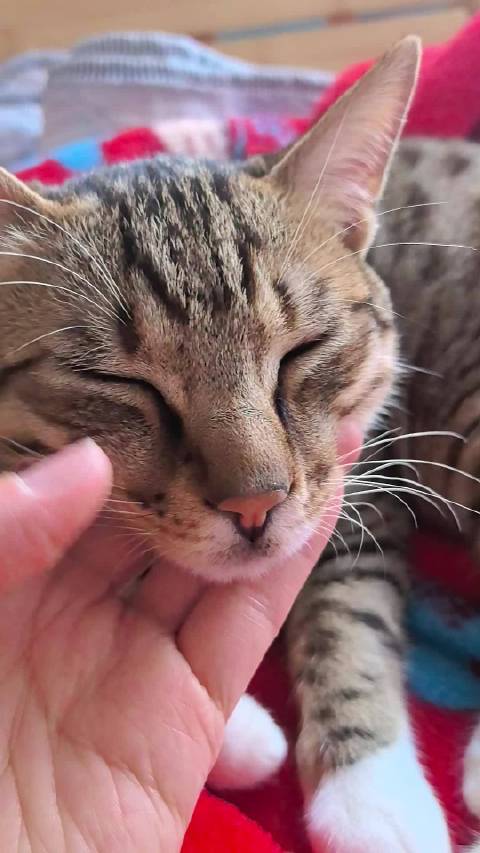 洗完澡舒服了 晒着太阳睡着觉 怪不得仔仔说下辈子要做只猫