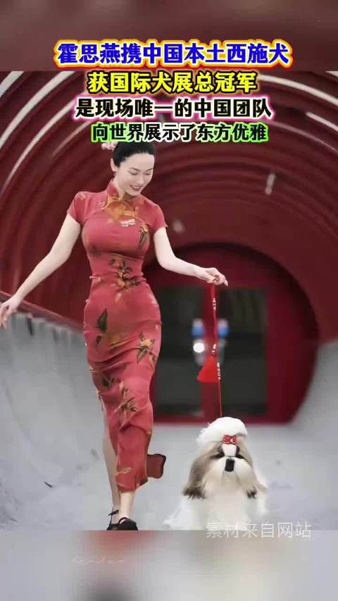 霍思燕携中国西施犬夺国际犬展总冠军