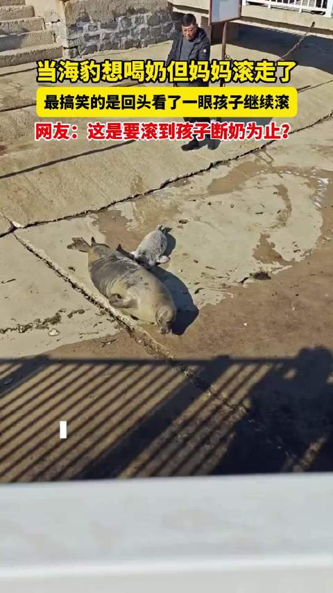 海豹妈妈滚走弃子，回头一瞥继续前行