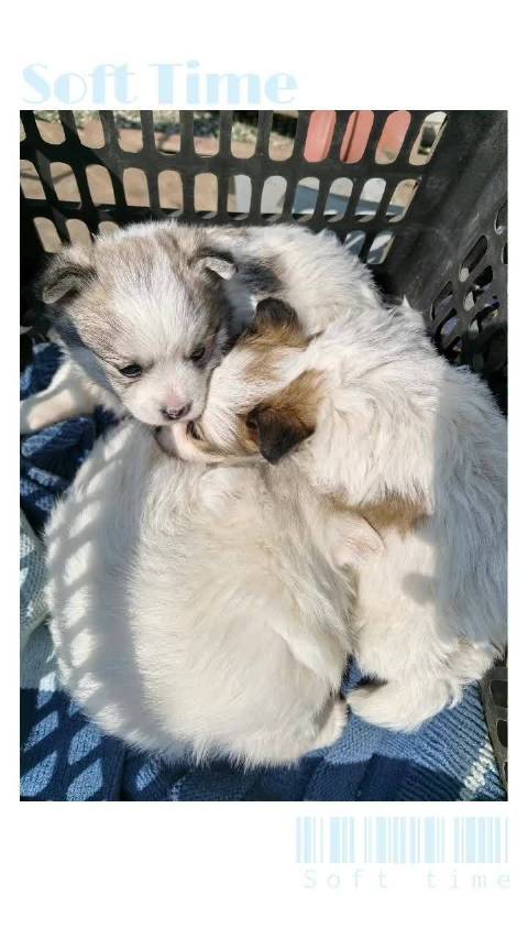 带三个崽出来晒太阳 一下添这三口，摩托和铲屎的都有些压力大