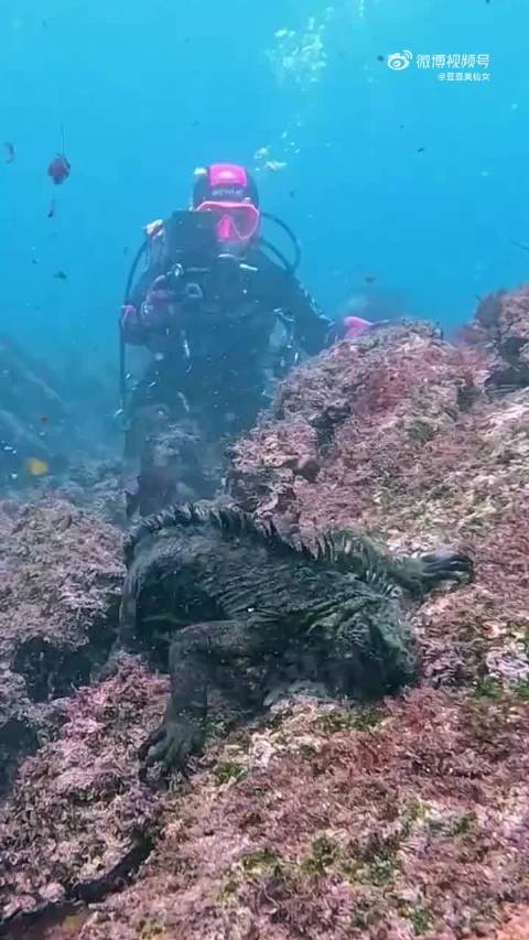 小哥斯拉真正干饭，它喜欢吃海草和海带