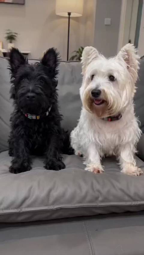 马可马虎 乖宝宝