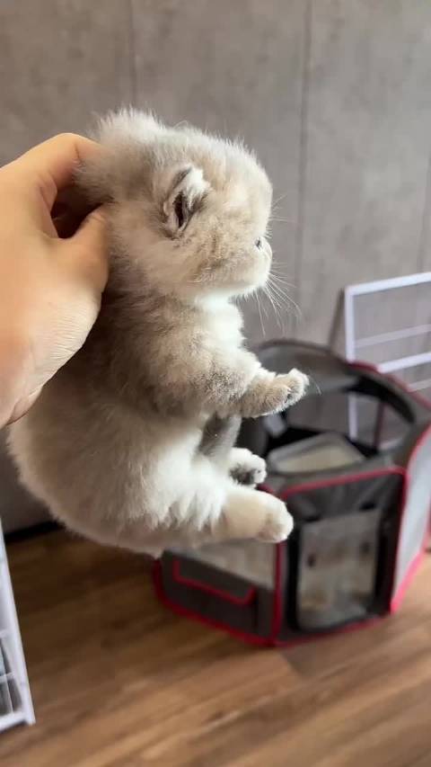 捉到一只越狱的小可爱