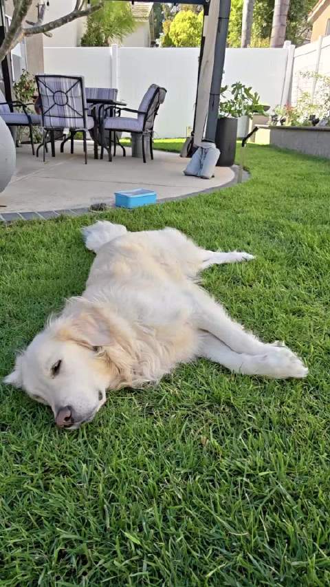 “怎么好像有一阵风 在赶来的途中 说它懂我得梦” 小鸡毛今日睡播请查收