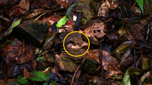 武夷山暴雨后发现新物种雨神角蟾