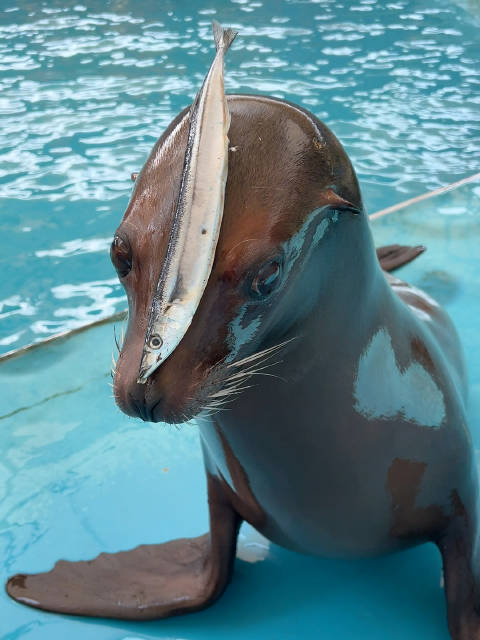 爱梅你是最棒的