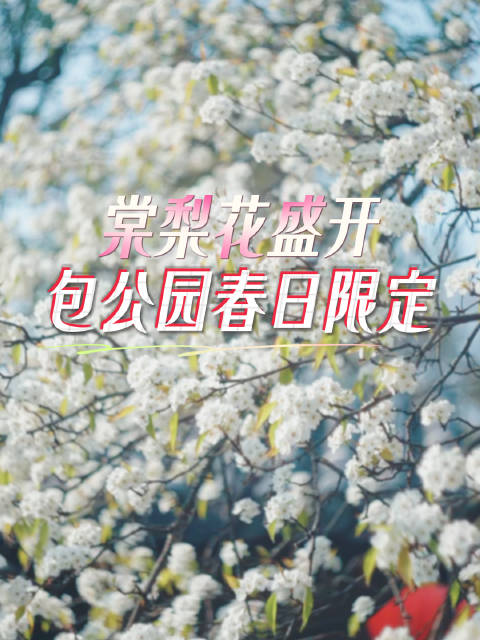 三月包公园梨花盛开春意盎然