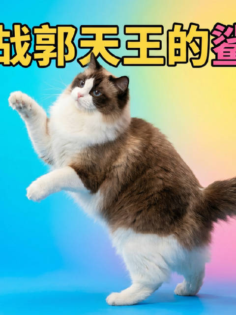 家中猫咪已修炼多年，是时候出街卖艺了，那就先来一段郭天王的鲨鱼舞暖暖场