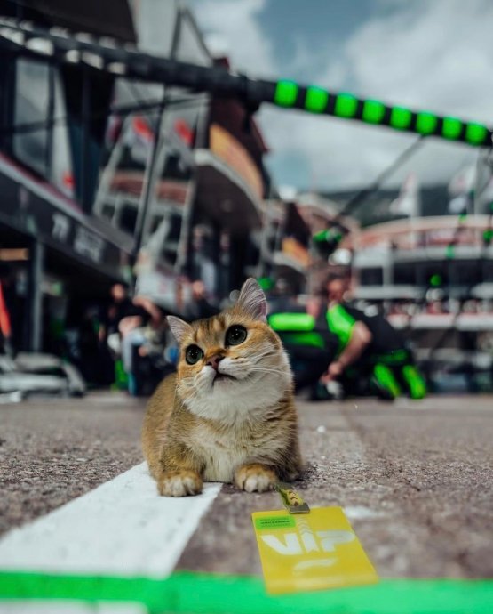 为什么周冠宇转为储备车手后人气依然如此之高？