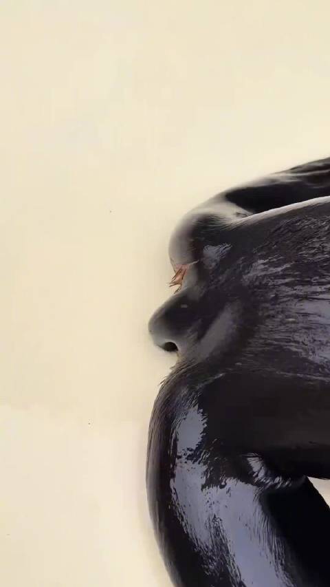 近距离感受海狮的真实质感，也太治愈了