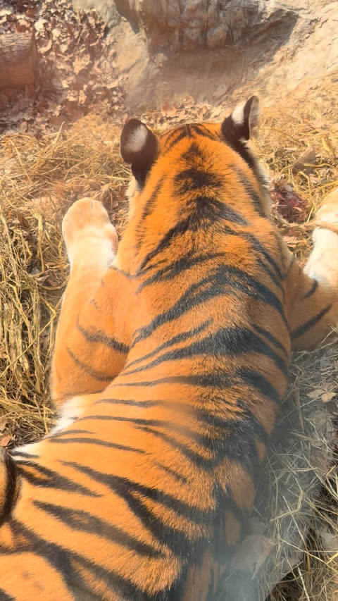 红山动物园黑猩猩侧卧睡觉，白虎汪小白贴脸营业