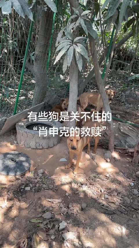 有些狗是关不住的，它的每一片狗毛都闪耀着自由的光辉肖申克的救赎