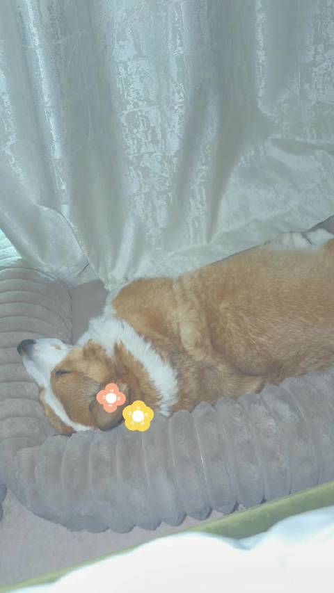 比天上飞的小摩托还要响 天上的不让我睡你也不让我睡