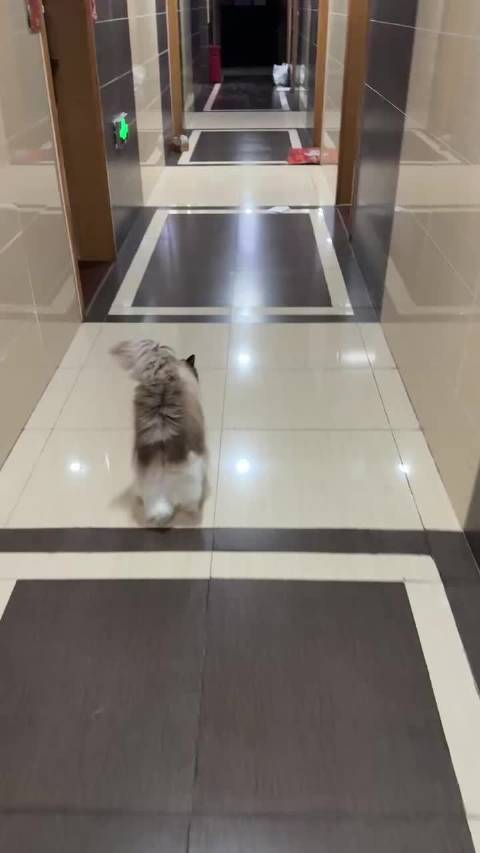 交给朋友照顾后 开心的越狱了