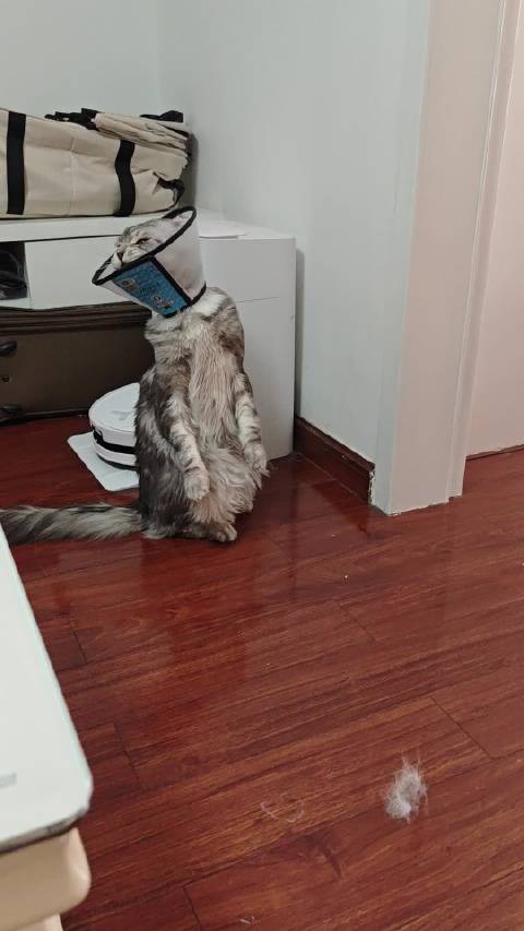变海豹了