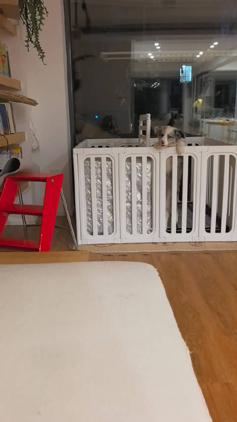 狗东西会越狱了，我5点就被叫起来了