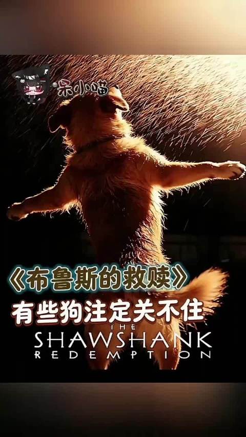 自由之狗勇追梦想象征内心渴望