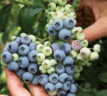 奥尼尔[美国选育的南高丛蓝莓品种]