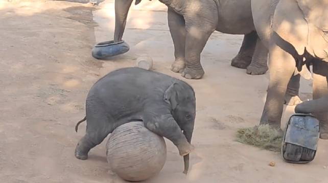 7个月大千斤小子皮肤黝黑引关注