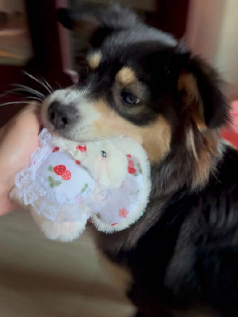 仔仔偏爱兔子毛绒玩具，抢走后藏窝防主人拿走